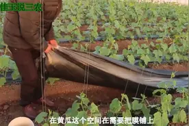 介绍一下大棚地膜如何铺设，这个对于黄瓜的长势颜色影响都很大视频封面