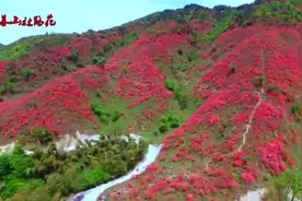 航拍大幕山满山遍野的映山红视频封面