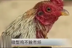 农户养殖新品种，一只卖800多元，新型养殖技术，新技术降低成本