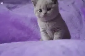 淡紫色英国短毛猫～菲比~家长投稿 高清