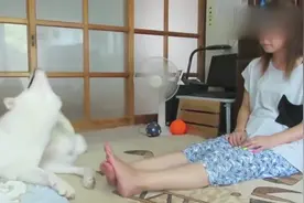 日本美女在家中和秋田犬亲密互动，这一幕太有爱了视频封面