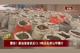 震惊！新加坡查获近12.9吨走私穿山甲鳞片视频封面