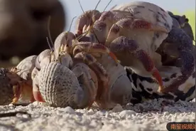 寄居蟹抢房子，这也太可爱了吧！视频封面
