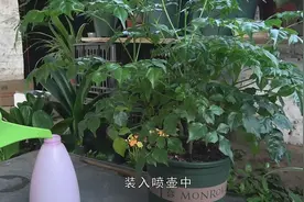 幸福树有小飞虫，用点废菜叶，防虫害又营养视频封面