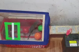 让老鼠“跟着节奏跳起来”，哪个缺心眼的设计的捕鼠器，太有才了视频封面