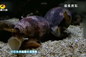 有一种贝类叫鸡心螺 它的一滴毒竟可以一口气毒死十五个人