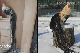 十五种漂亮的鸡类品种视频封面