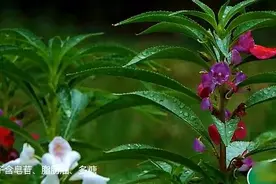 颈椎病浑身疼痛，农村这种野草泡水喝能透骨！让你颈椎不再疼！视频封面