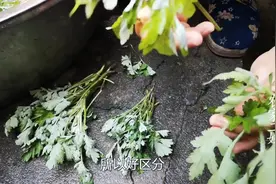 艾叶、艾草、白蒿、毛蒿傻傻分不清楚，看农村妹子是怎么区分的。