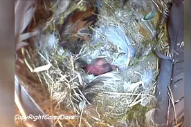 人工鸟巢里的摄像机拍摄麻雀从出壳到长大的全过程视频封面