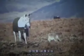 感动被收养的野狼报恩崴脚的主人牵来一匹马狼也有良心视频封面