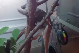 一只花1500入手的变色龙，变色效果不错，变色很快啊视频封面