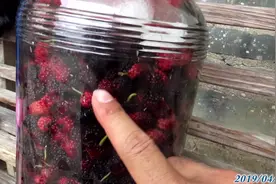 经常抽筋怎么办？桑葚摘下不要当做水果吃，拿来酿酒好喝又养生！视频封面