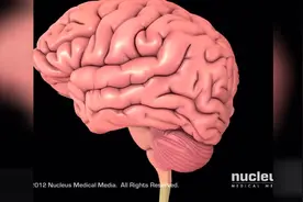 当头部受到撞击会发生什么？看看这个医学动画就知道了！视频封面