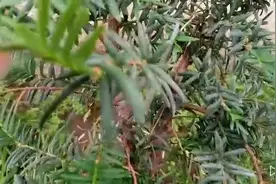 实拍：红豆杉可利尿通经、解毒抗癌视频封面