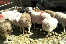 想在头条征婚老吕该不该帮！“网友帮老吕拿个主意行吗？”视频封面