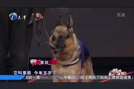 真神了！超萌狗狗只听自己主人的话，让干啥就干啥完成率爆表