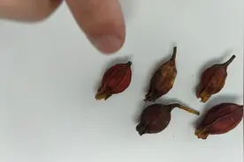 中药栀子的鉴定特点，茜草科植物栀子的果实，6条翅状纵棱视频封面