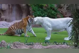 双虎搏斗白虎胜！黄虎趴地臣服，白虎君王范十足视频封面