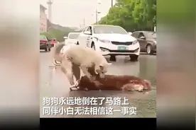狗狗为伙伴逝去而痛哭视频封面
