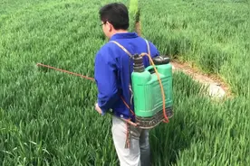 农村小哥去麦田打药，麦穗都快长出来了，让人看着春意盎然视频封面