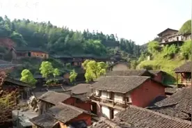 神秘乡村夏天为何没有蚊子？竟然是因为种了一种树！