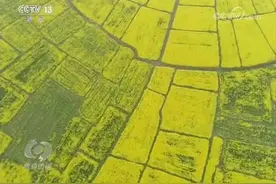 有百鸟齐鸣 有绿水青山 好环境 好光景 相约在春天视频封面