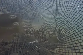实拍水下鱼笼：看看鱼是怎样钻进去的