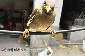 散养不乱飞 恋家的一只鸟，180元一只的八哥现在被我养成了看门狗