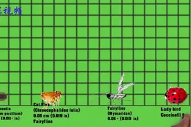 各种昆虫的大小尺寸对比视频封面