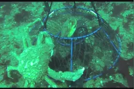 高清摄像机实拍地笼水下抓螃蟹实况视频封面