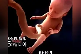 小宝宝在妈妈肚子里是这样吸取营养的，好多人应该还不知道