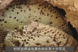 农民上山采药，结果挖出一块“黄色”物体，村民见到都抢着买！视频封面