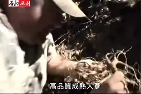国外挖参人 为韩国买家进山挖人参 2磅鲜人参卖了1800美元视频封面