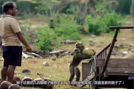 猴哥当苦力每天爬树摘三百颗椰子，因不堪虐待，用椰子砸死主人视频封面