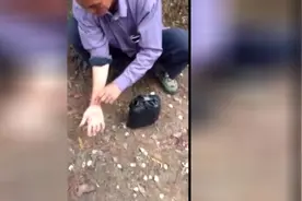 潮汕老伯坟前捉蛇被咬 当场手变黑 却淡定得不得了视频封面