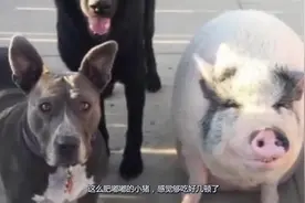 将猪和狗狗放在一起喂养，谁会将对方改变？网友：食量是改不了的视频封面