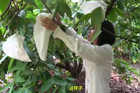 这种果子刚落花就要套袋子，小静三句话总结它的好处，作用还不小