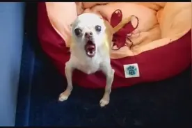 吉娃娃跟主人吵架太嗨，截图都可以做表情包了