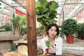 福禄桐的种植这么简单，不知道的快来学一学吧