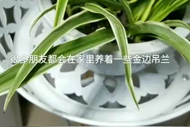 金边吊兰日常养护要做到这几点，才能让叶片光鲜亮丽，更容易抽出吊藤！视频封面
