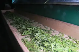 忠哥自制龙井茶，原来龙井茶的制作过程是这样的，工序真的很多！视频封面