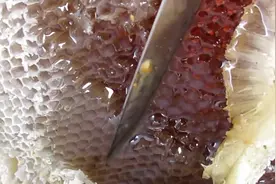 熬制野生蜂蜜，色泽醇厚过程真过瘾，真想马上尝一尝