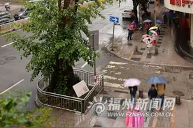 福州东街百岁破布木在疗伤 抢救复壮工程显成效图片