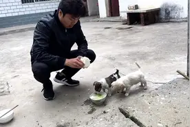 把好吃的放在碗下面，测试两只小狗谁能找到