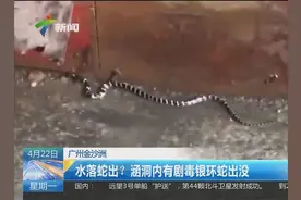 水落蛇出：广州金沙洲有剧毒银环蛇出没视频封面