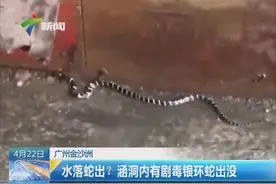 水落蛇出：广州金沙洲有剧毒银环蛇出没视频封面