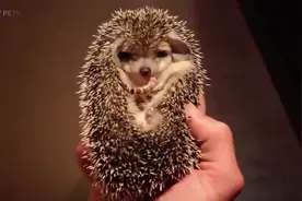 原来刺猬是这样吃虫的！可爱动物搞笑视频视频封面