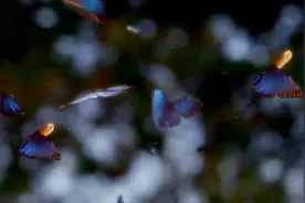 将蝴蝶的翅膀放大千万倍，相信你没见过，竟如此绚丽视频封面