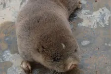 农民大叔教育害人的瞎瞎（学名华鼢鼠）视频封面